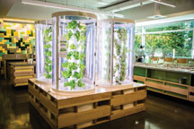 hydroponic towers